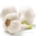 Loose Packing Top Fresh White Garlic